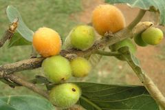 Ficus drupacea var. pubescens